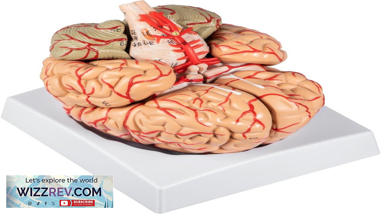 Thumbnail for VEVOR Human Brain Model Anatomy 9 Part Model of Brain w Labels & Display